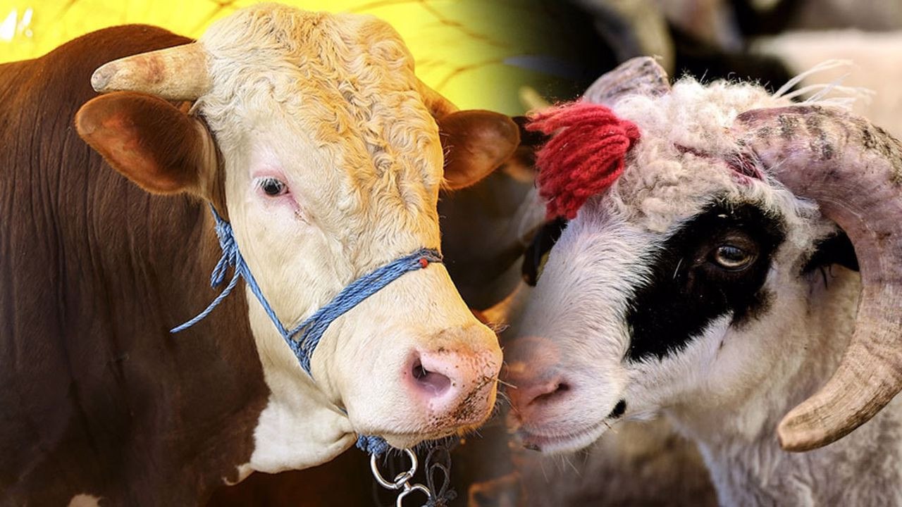 Qurbanlıq heyvan satışına hazırlıq sürətlənir – Bakı və regionlarda qiymətlər açıqlanıb