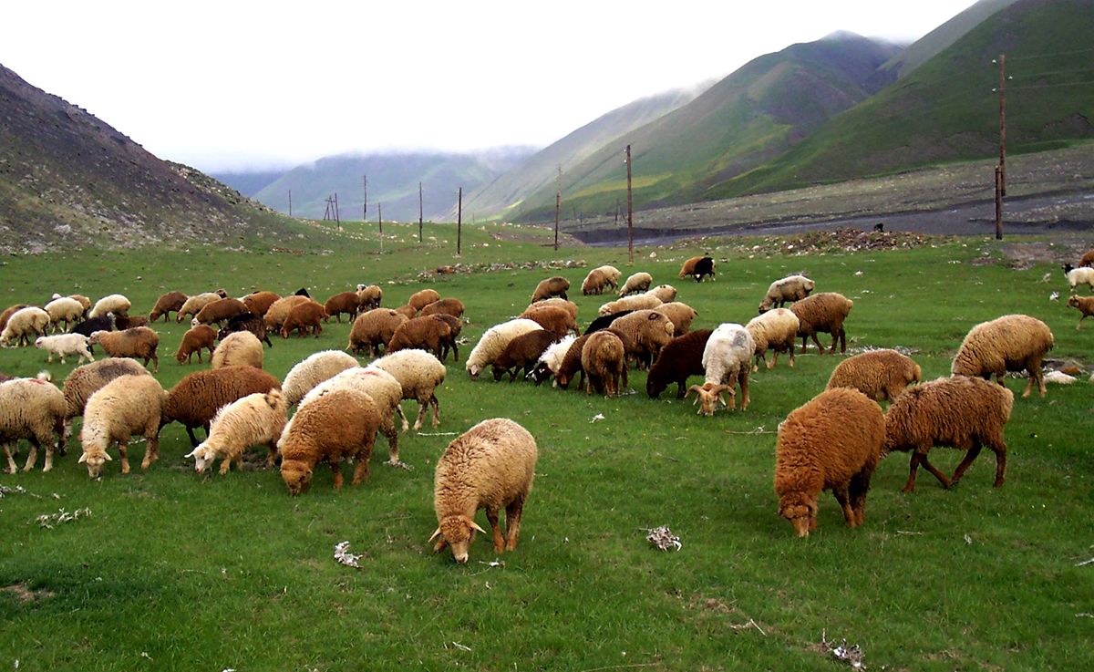 Azərbaycanda qoyunçuluq aqroparkı yaradılacaq